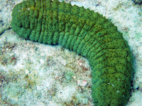  Stichopus hermanni (Hermann’s Sea Cucumber, Curryfish)